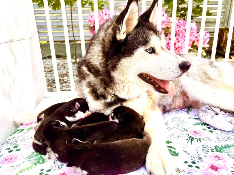 FCI Pedigree Blue Eyed Black & White Siberian Husky Champion Puppy