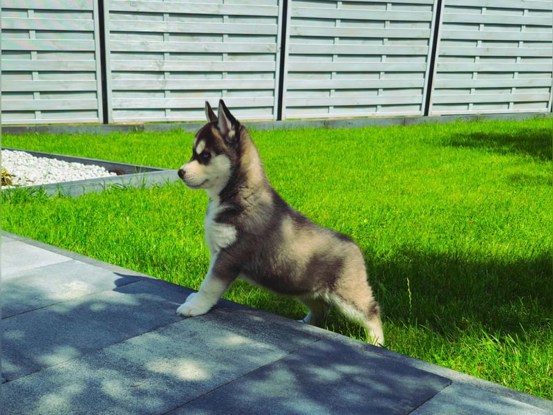 FCI Pedigree Blue Eyed Black & White Siberian Husky Champion Puppy