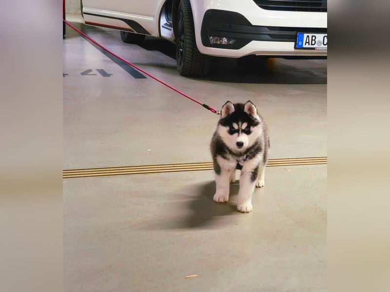 FCI Pedigree Blue Eyed Black & White Siberian Husky Champion Puppy