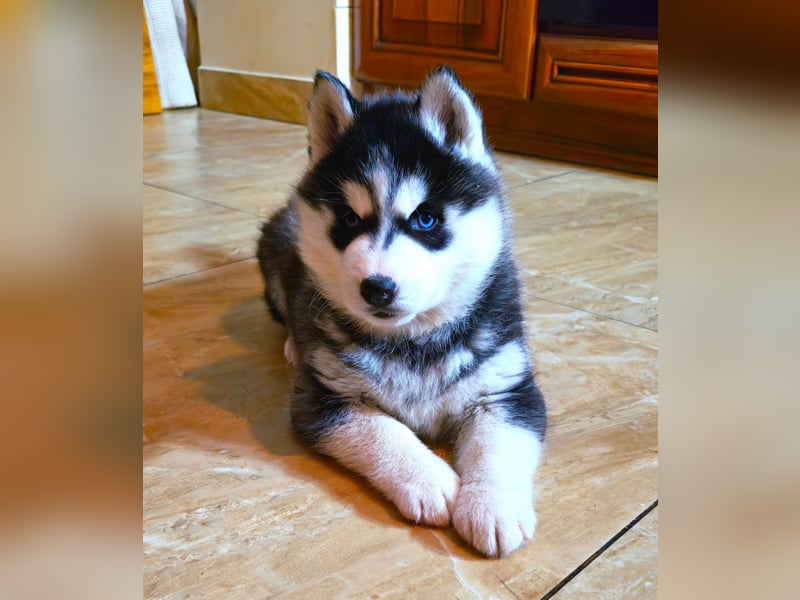 FCI Pedigree Blue Eyed Black & White Siberian Husky Champion Puppy