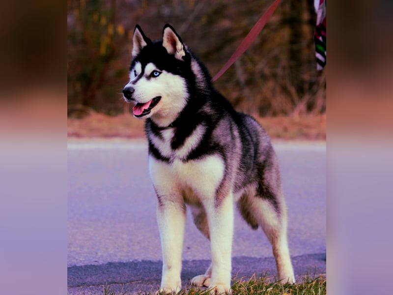 FCI Pedigree Blue Eyed Black & White Siberian Husky Champion Puppy