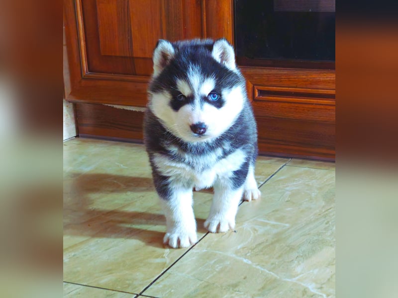 FCI Pedigree Blue Eyed Black & White Siberian Husky Champion Puppy