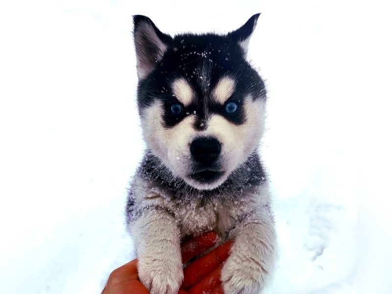 FCI Pedigree Blue Eyed Black & White Siberian Husky Champion Puppy