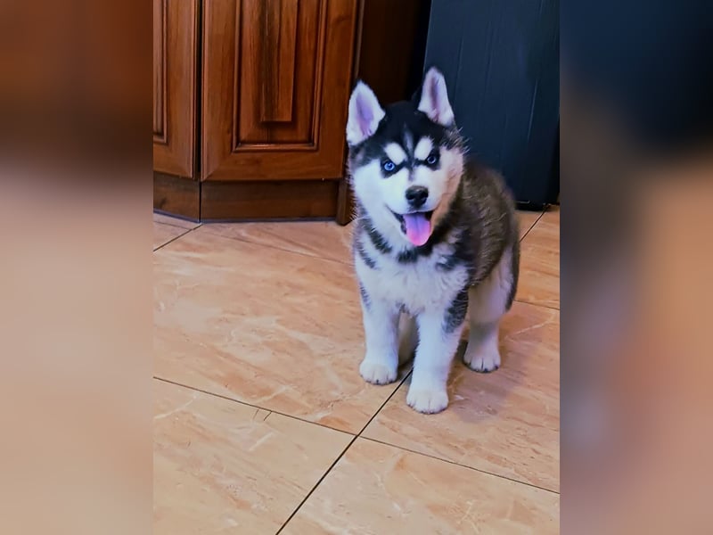 FCI Pedigree Blue Eyed Black & White Siberian Husky Champion Puppy