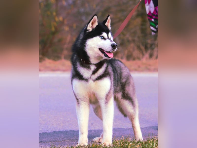 FCI Pedigree Blue Eyed Black & White Siberian Husky Champion Puppy