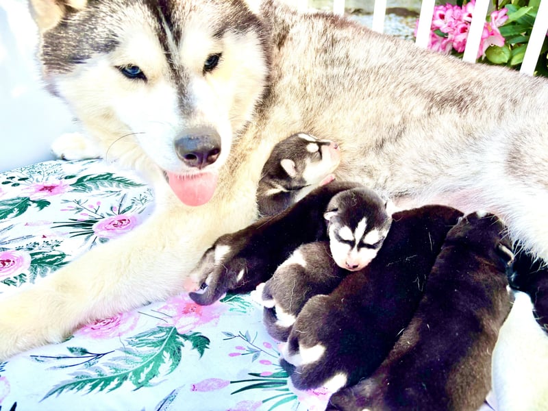 FCI Pedigree Blue Eyed Black & White Siberian Husky Champion Puppy