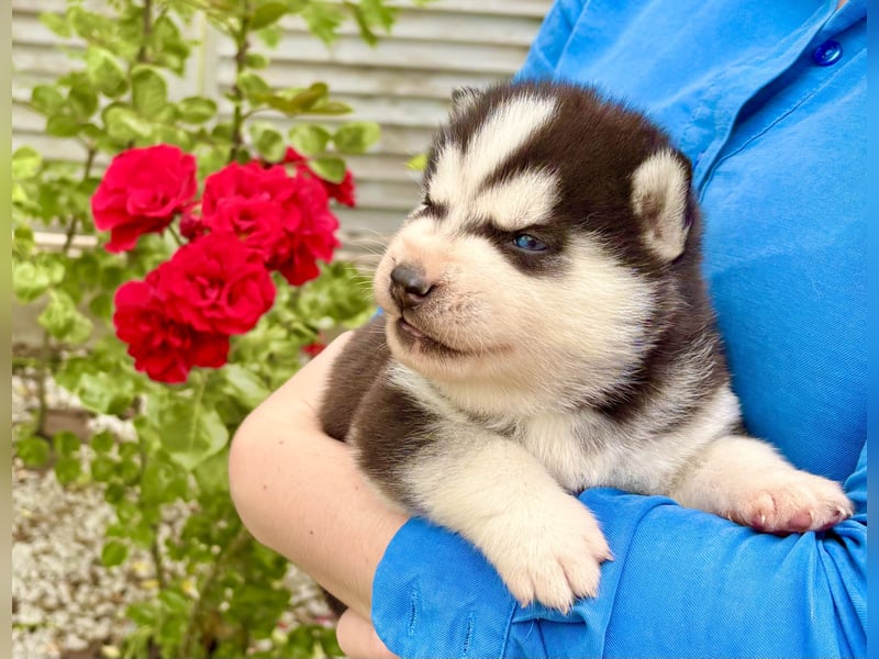 FCI Pedigree Blue Eyed Black & White Siberian Husky Champion Puppy