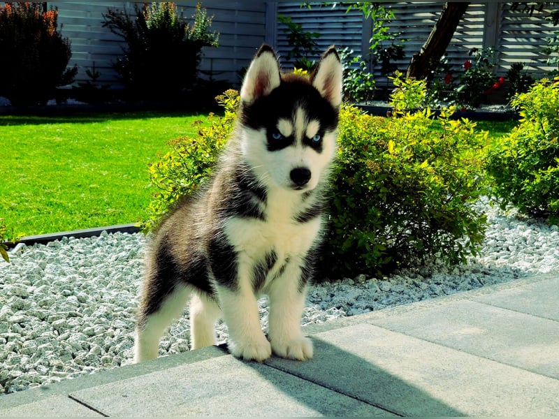 FCI Pedigree Blue Eyed Black & White Siberian Husky Champion Puppy