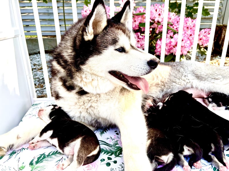 FCI Pedigree Blue Eyed Black & White Siberian Husky Champion Puppy