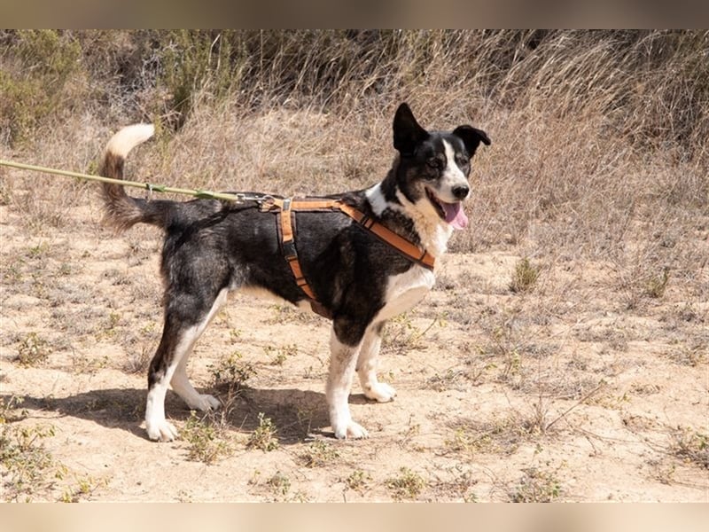 PRINCESA-sanft, loyal, treu, berührt die Herzen