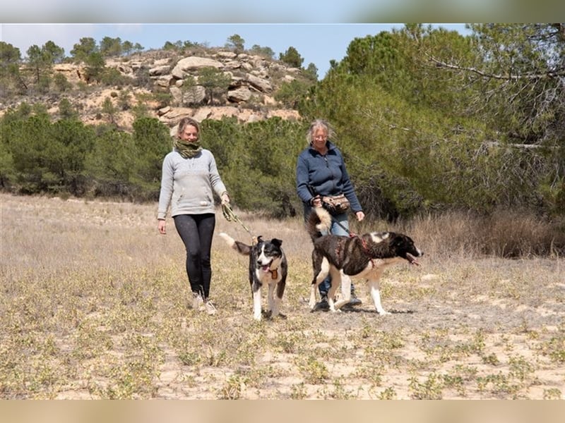 PRINCESA-sanft, loyal, treu, berührt die Herzen