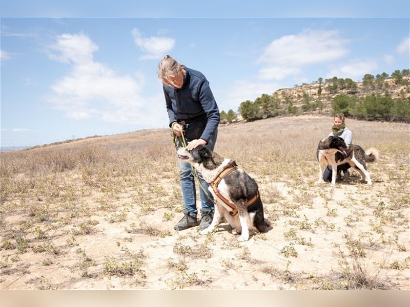 PRINCESA-sanft, loyal, treu, berührt die Herzen