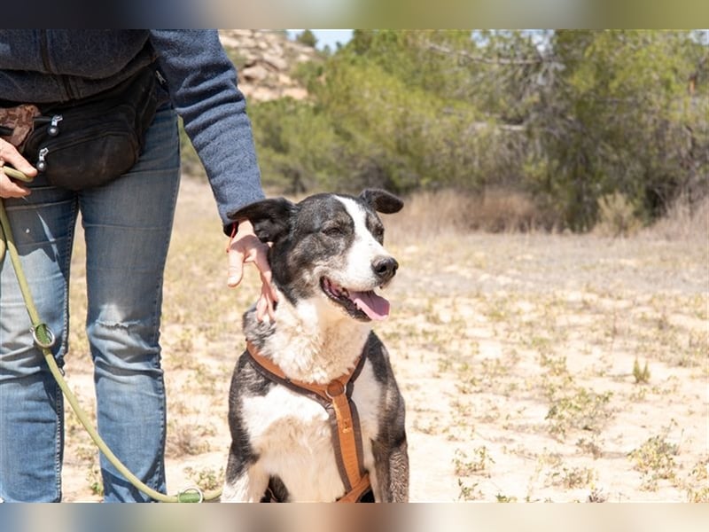 PRINCESA-sanft, loyal, treu, berührt die Herzen