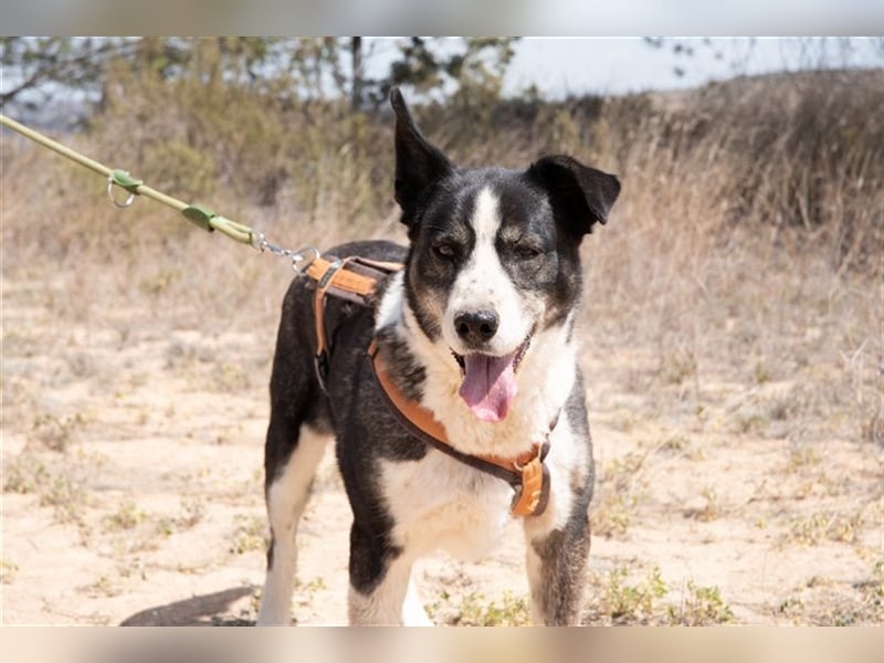 PRINCESA-sanft, loyal, treu, berührt die Herzen