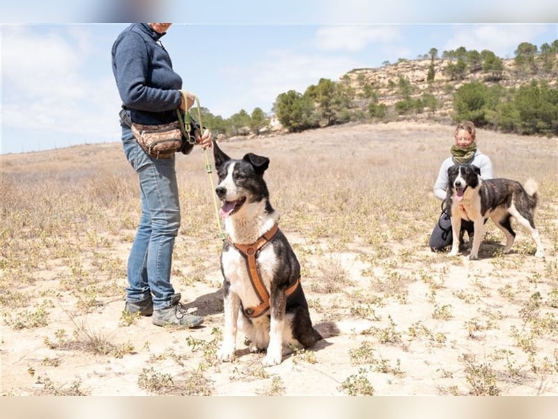 PRINCESA-sanft, loyal, treu, berührt die Herzen