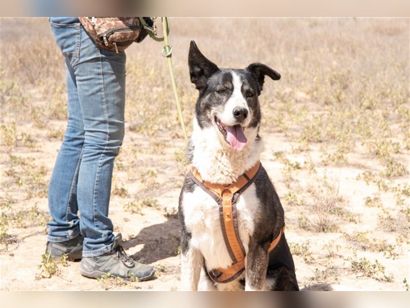PRINCESA-sanft, loyal, treu, berührt die Herzen