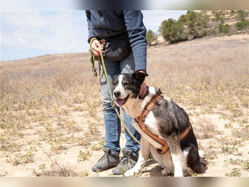 PRINCESA-sanft, loyal, treu, berührt die Herzen