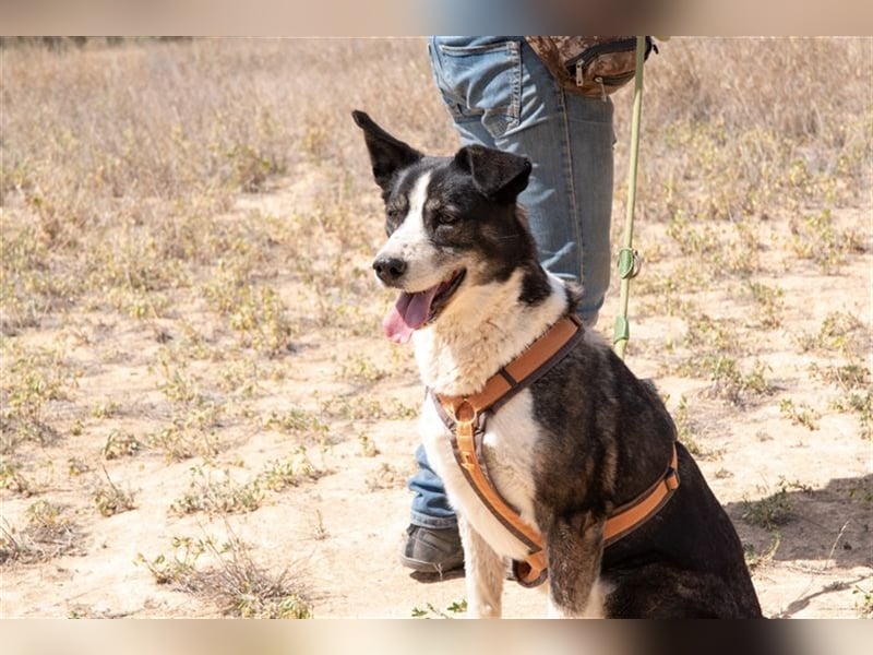 PRINCESA-sanft, loyal, treu, berührt die Herzen