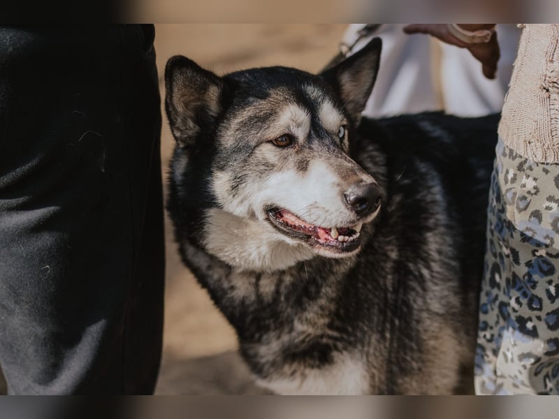 Schattenwolf Sonny
