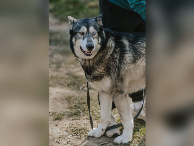 Schattenwolf Sonny