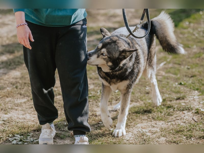 Schattenwolf Sonny