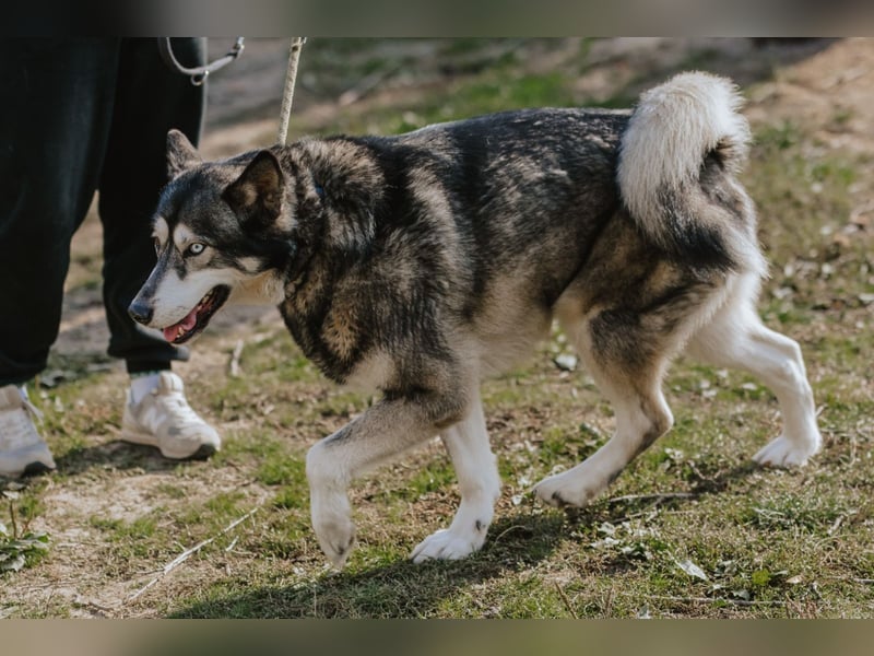 Schattenwolf Sonny
