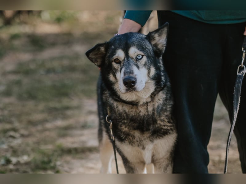 Schattenwolf Sonny