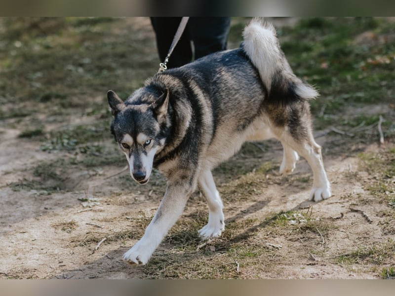 Schattenwolf Sonny