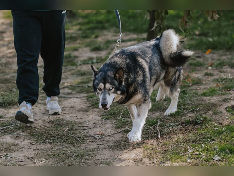Schattenwolf Sonny