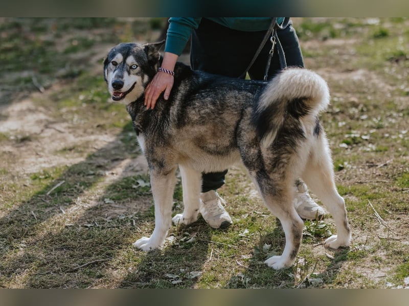 Schattenwolf Sonny