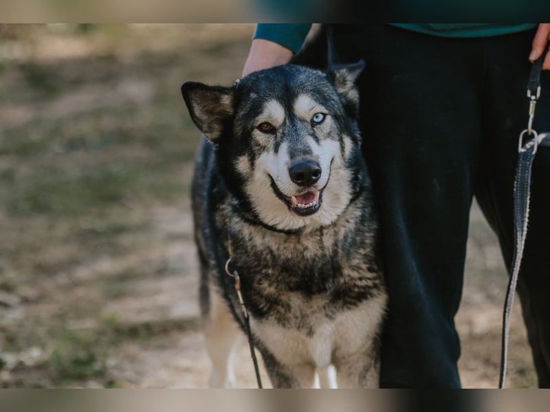Schattenwolf Sonny