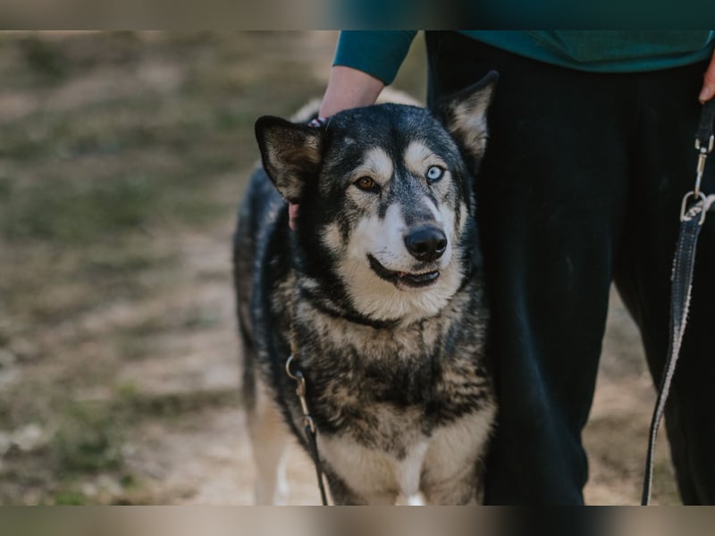 Schattenwolf Sonny