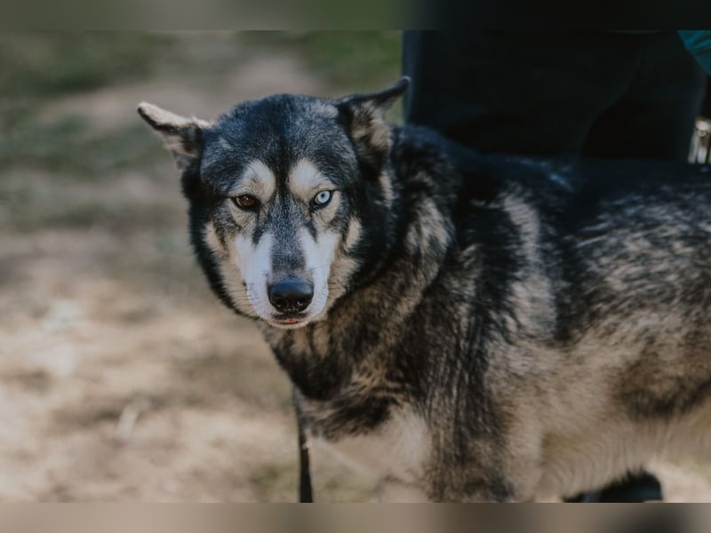 Schattenwolf Sonny