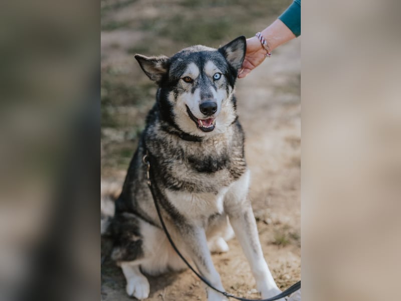 Schattenwolf Sonny