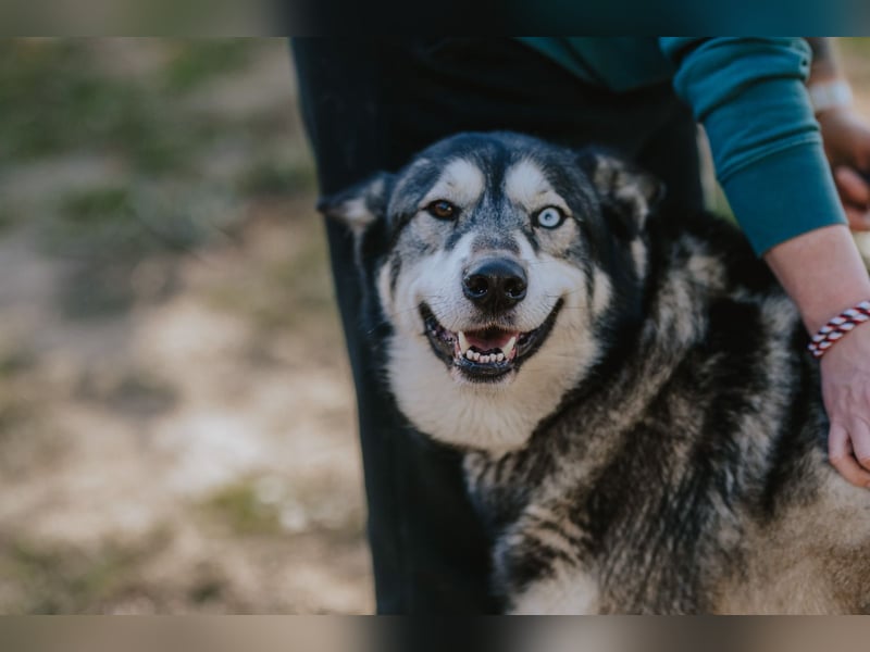 Schattenwolf Sonny