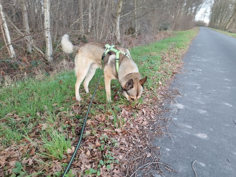 Bailey - ein liebenswürdiger Wildfang sucht sein neues Zuhause
