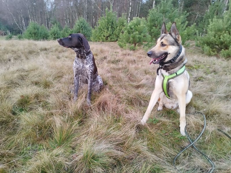 Bailey - ein liebenswürdiger Wildfang sucht sein neues Zuhause