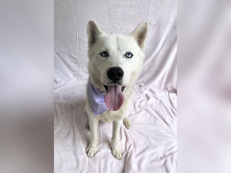 BELMONDO - Husky-Mischling mit Energie und Herz
