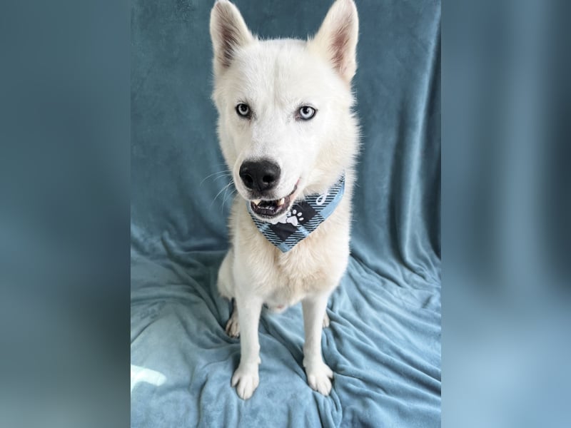 BELMONDO - Husky-Mischling mit Energie und Herz