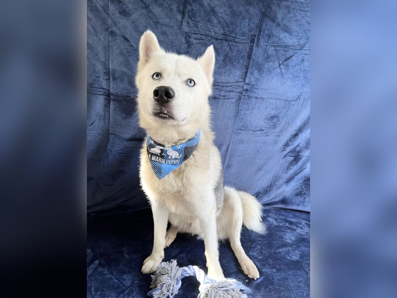 BELMONDO - Husky-Mischling mit Energie und Herz