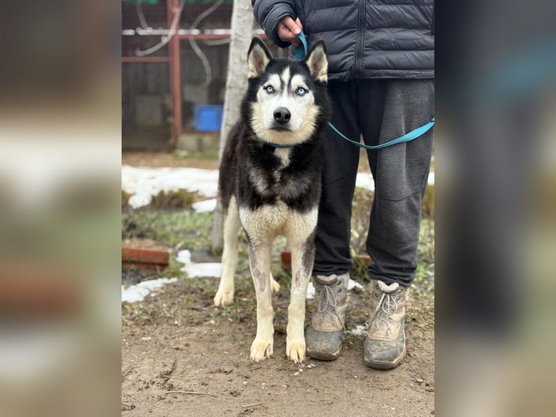 Zorro Husky Fans aufgepasst !!!