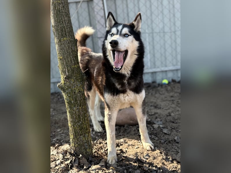 Zorro Husky Fans aufgepasst !!!