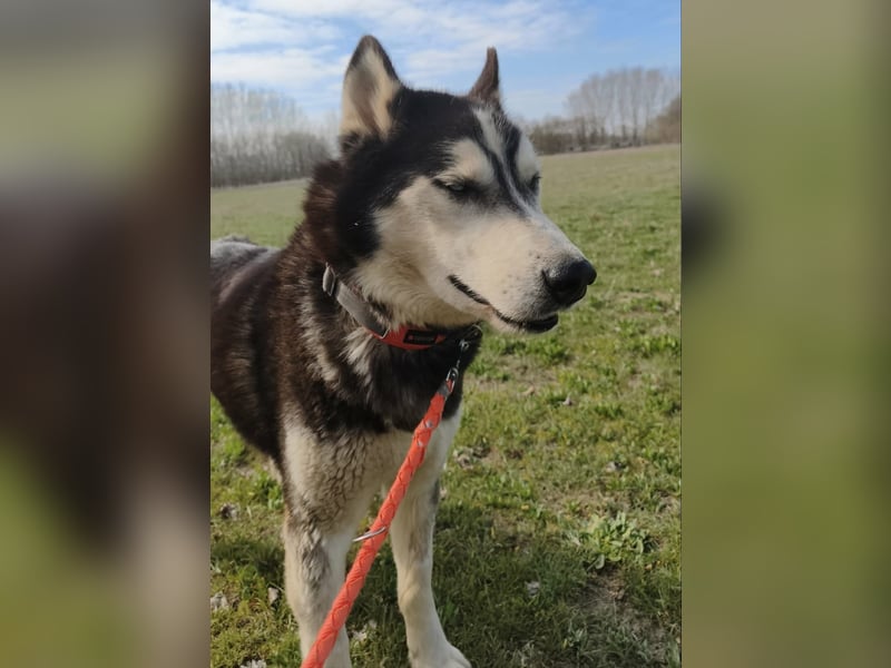 Zorro möchte endlich dazugehören