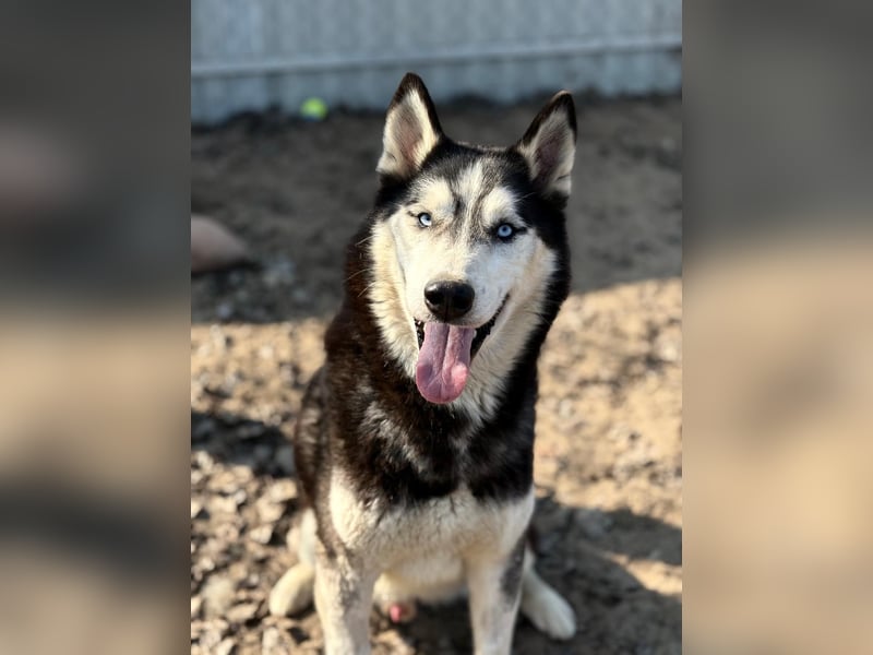 Zorro – bereit für ein neues Kapitel