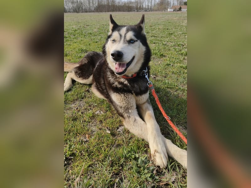 Zorro Husky Fans aufgepasst !!!