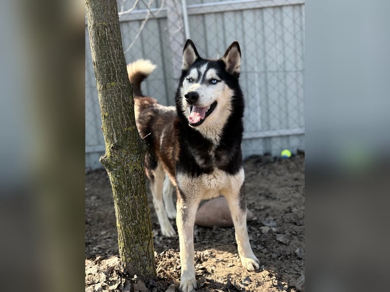 Zorro Husky Fans aufgepasst !!!