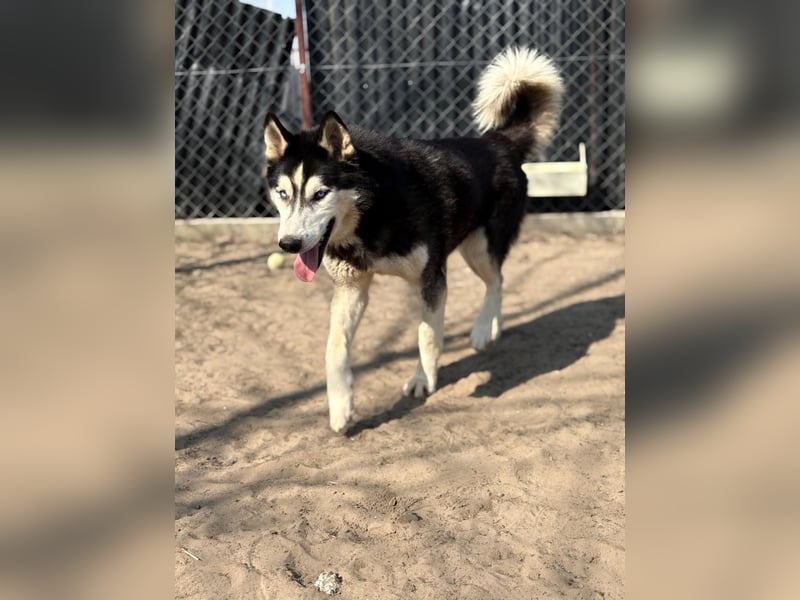 Zorro Husky Fans aufgepasst !!!