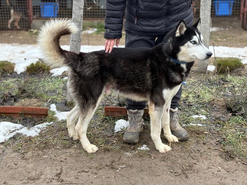 Zorro – bereit für ein neues Kapitel