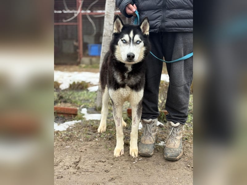 Zorro – bereit für ein neues Kapitel