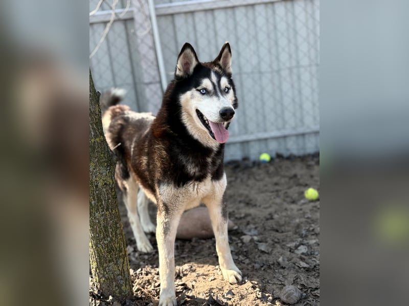 Zorro – bereit für ein neues Kapitel